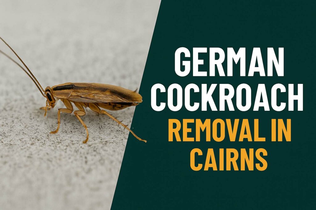 German Cockroach Control in Cairns: Wet-Season Survival Guide