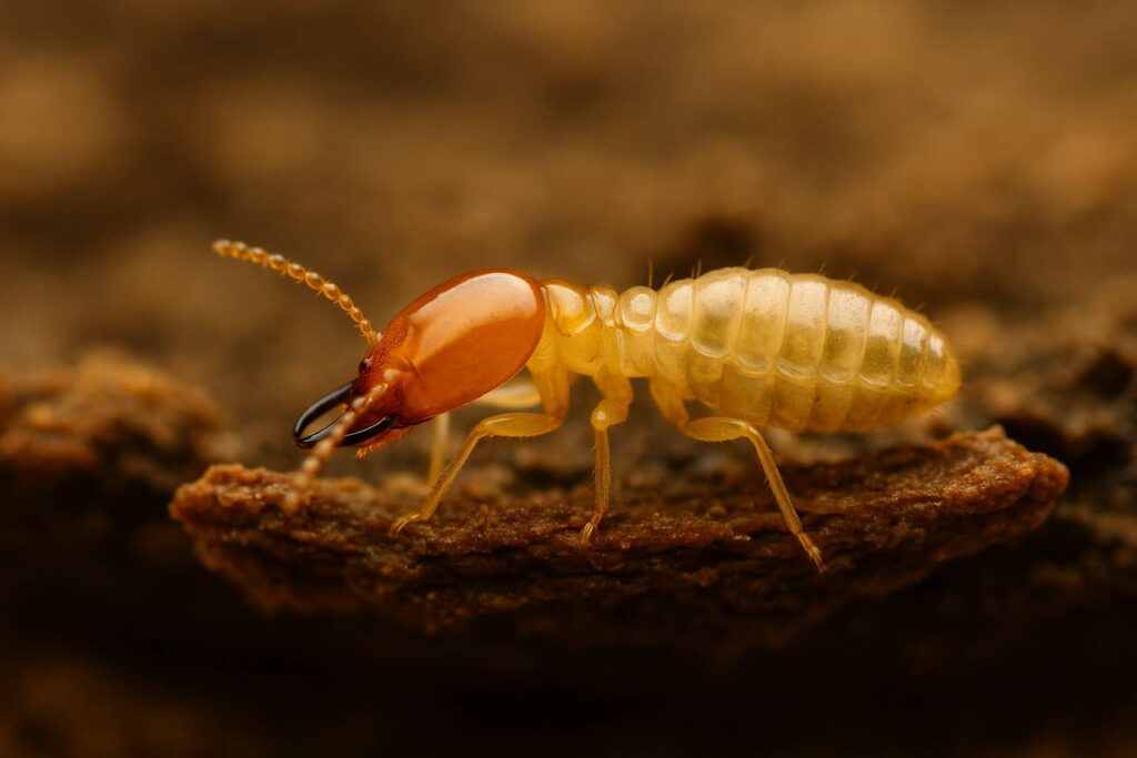 Professional Termite Control Cairns | TPPM Specialists