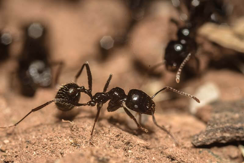 Professional ant control treatment in Cairns