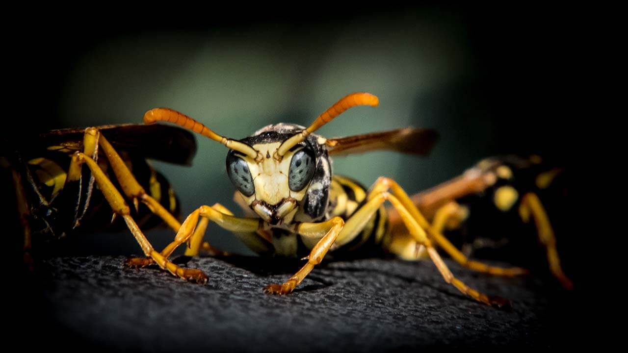 Bee and wasp removal services in Cairns