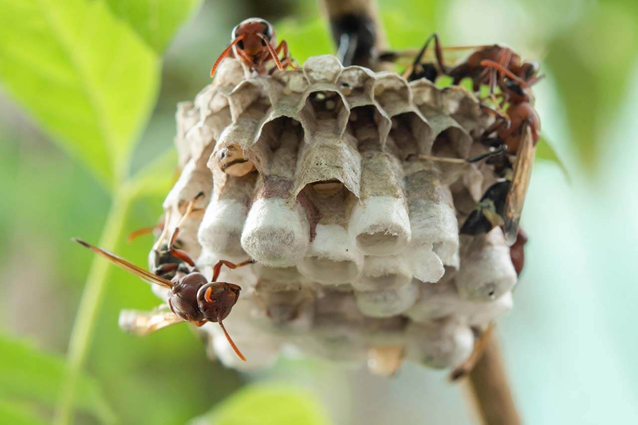 Wasp nest attached to a branch near a Cairns home requiring urgent removal