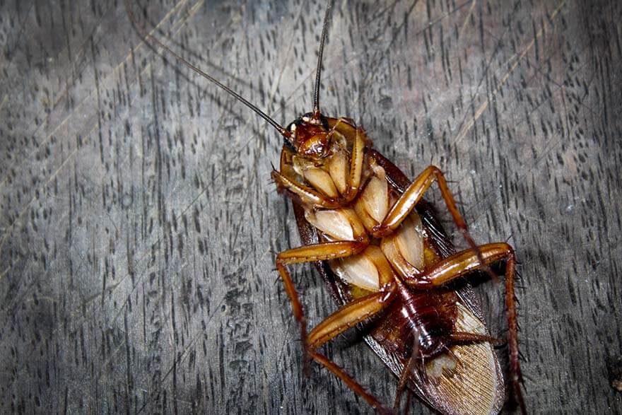 Close-up of a cockroach commonly found in Cairns homes and kitchens