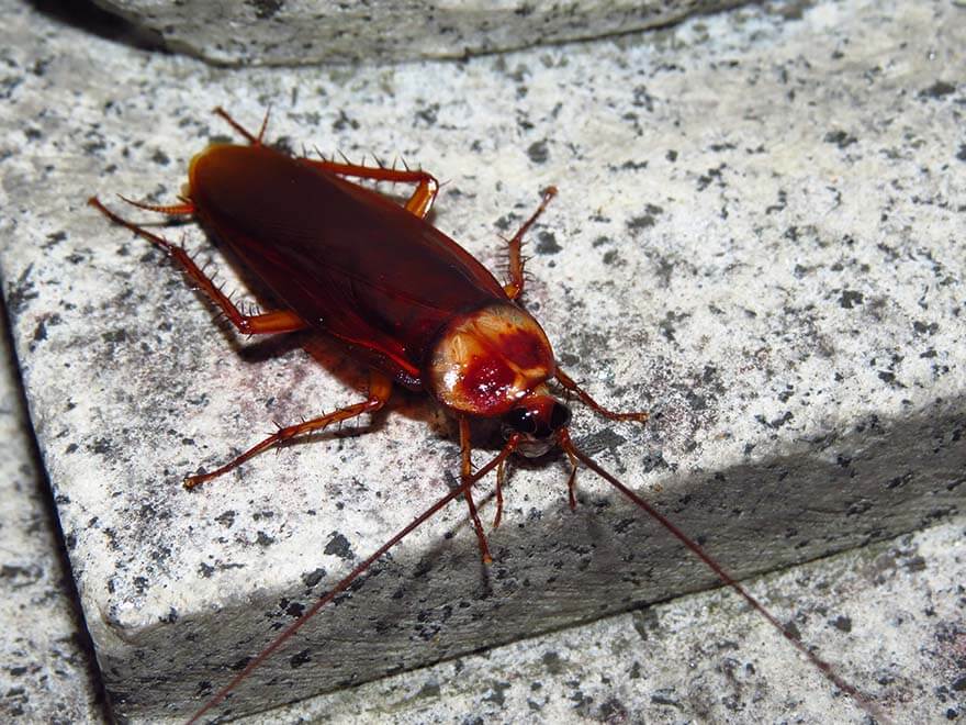 Cockroach elimination services in Cairns