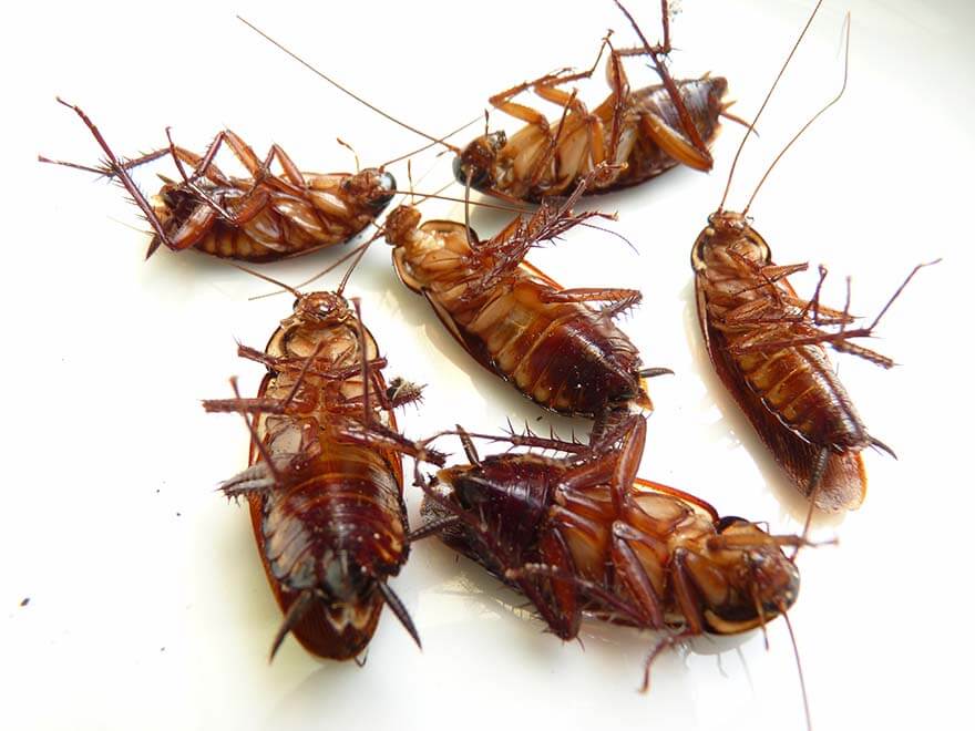 Multiple cockroaches on a white surface illustrating a cockroach infestation in a Cairns home