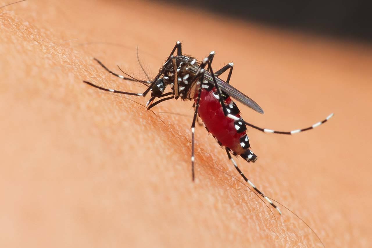 Close-up macro photograph of a mosquito, a common pest in Cairns during the wet season