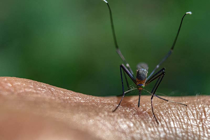 Mosquito management services in Cairns
