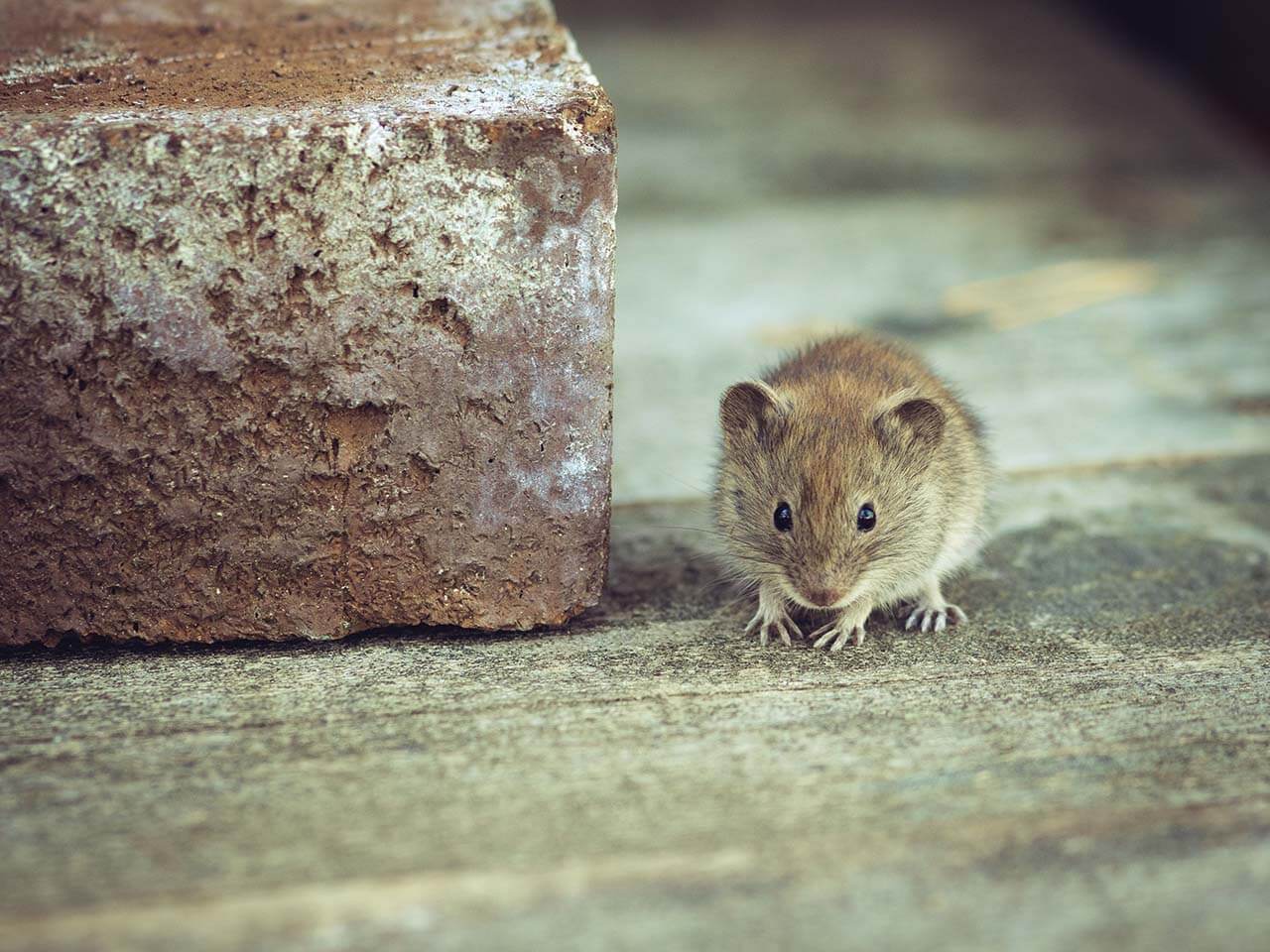 Close-up of a rat - common Cairns rodent pest