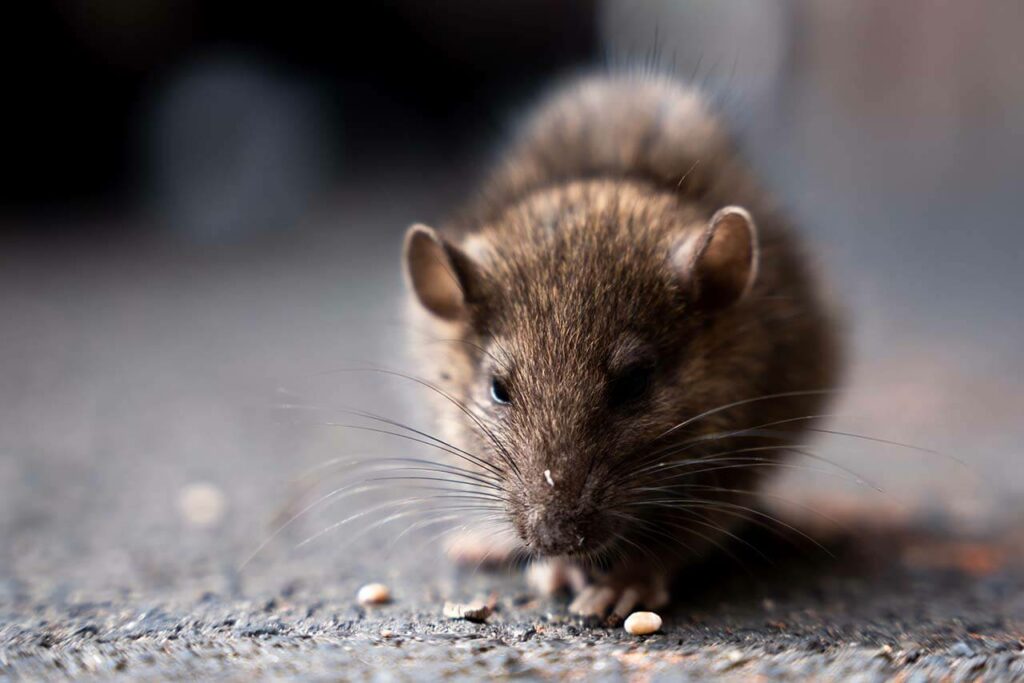 Rodent control services in Cairns