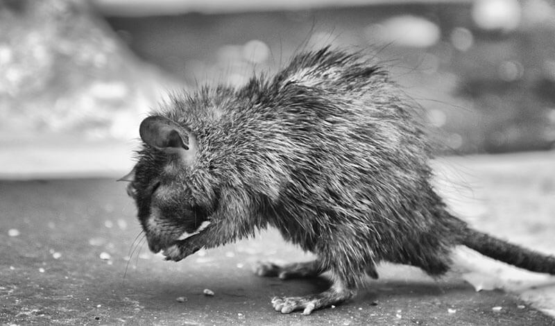 Rodent near outdoor bins at a Cairns property during the wet season