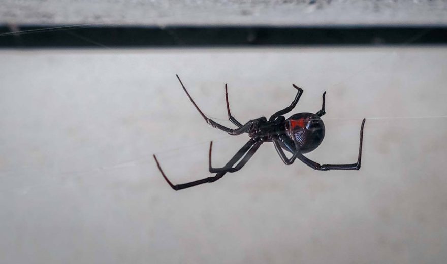 Spider control services in Cairns