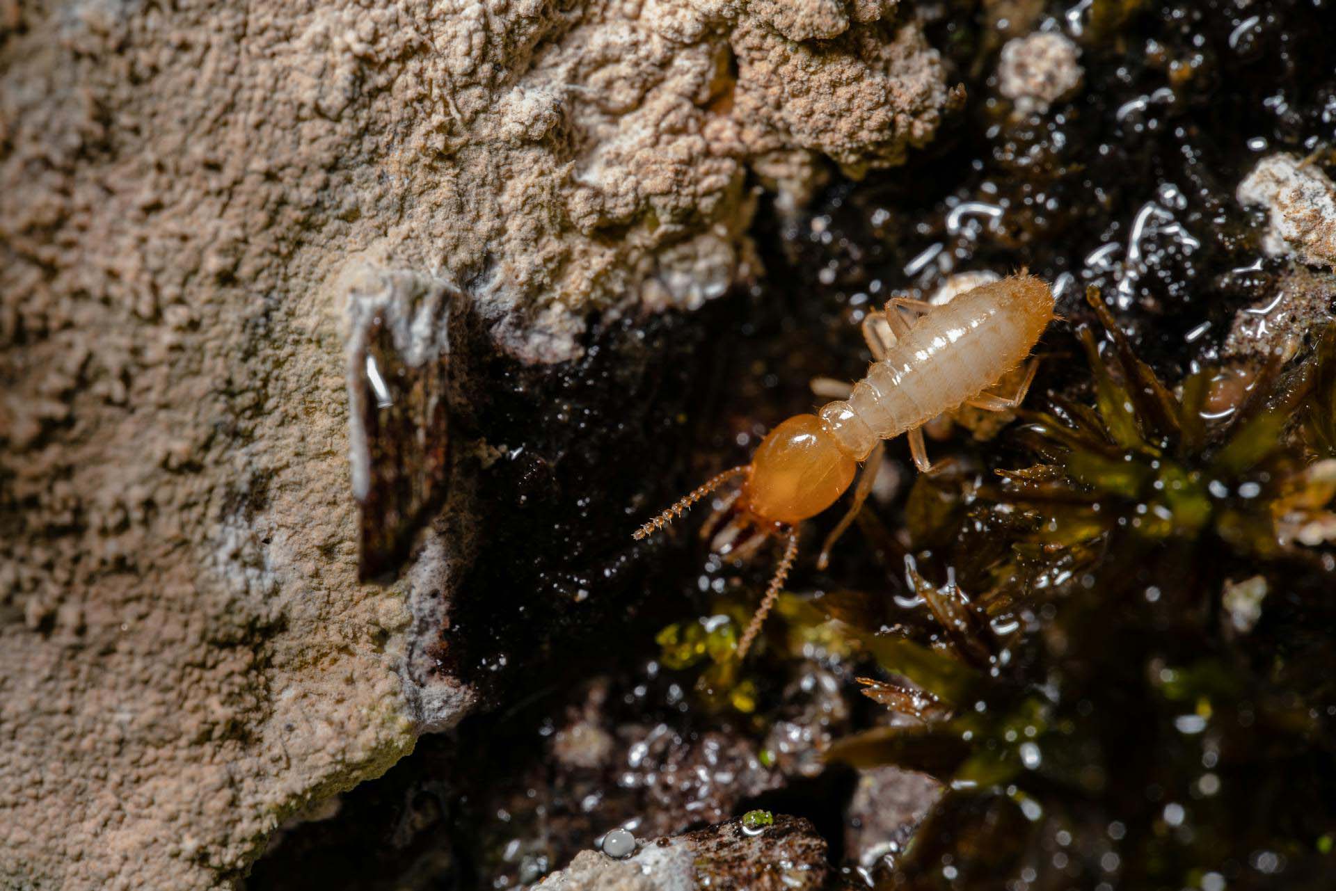 TPPM technician performing termite inspection in Cairns